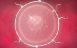種付け妊娠確定！絶頂してもお構いなしで腰を振り続けてドピュッと大量中出し！