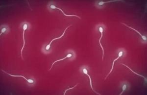 大量に中出しされたおマンコの中で精子たちが元気よく受精しようと動き回る