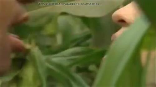 大人の女性がサトウキビ畑で日中に義父と四つん這いでやれる。